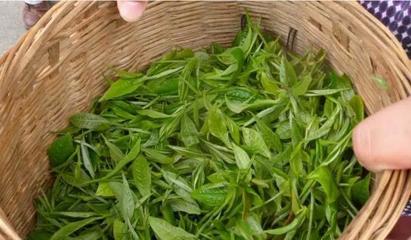 從茶臺到舞臺 30歲逆襲創(chuàng)業(yè)，借力煥唄成就富一代傳奇