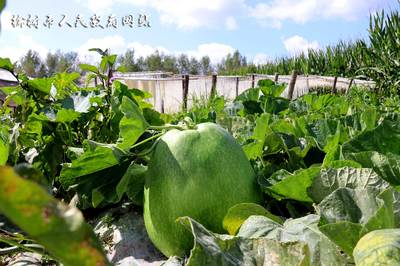 肉葫蘆變成致富“金葫蘆” 榆樹市園藝特產業推動鄉村振興