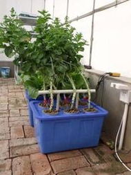 陽臺園藝 從種子到花開的一站式供應指南