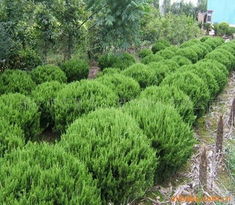 瑞安市富豪苗木園藝綠化灌木產(chǎn)品與園藝種植指南